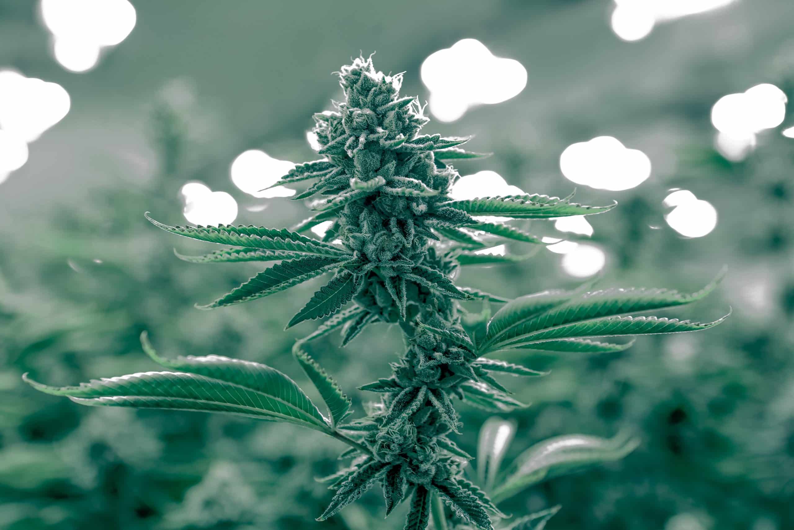 How to Cure Marijuana Buds