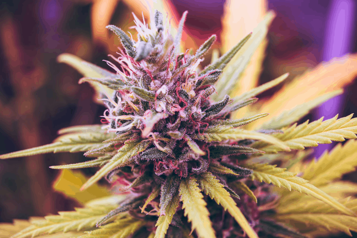 Cannabis Flowering Stages: A Week-By-Week Guide