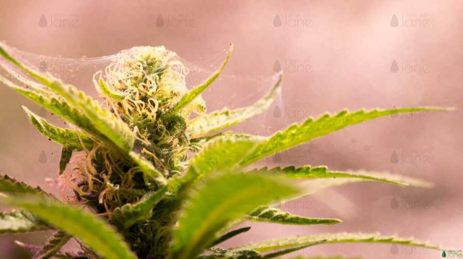 Pests in Cannabis plants: how to prevent them