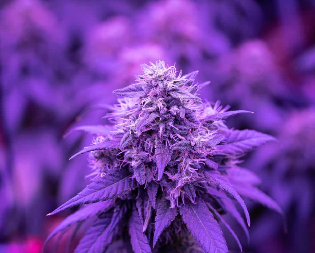 The Best LED Grow Lights for Growing Cannabis Indoors