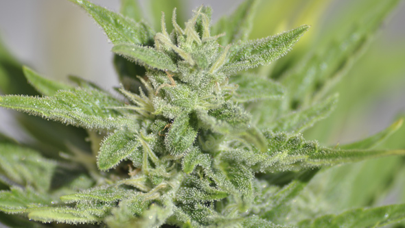 How to Grow Autoflowering Cannabis Seeds Outdoors