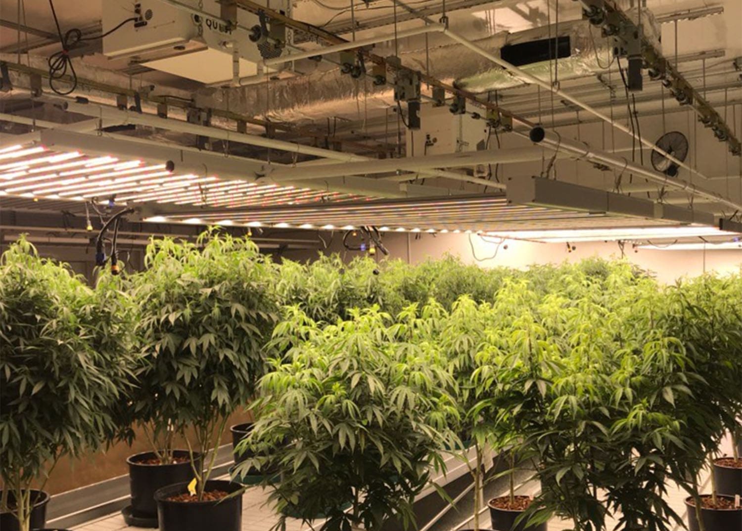 Commercial Grow Room Design: How to Set Up Properly