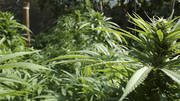 How to Grow Feminized Cannabis Seeds Outdoors