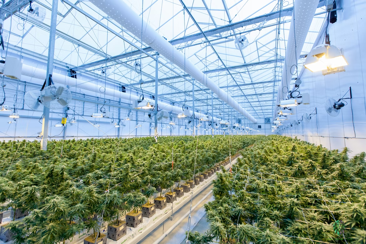The Art of Commercial Cannabis Cultivation: Business 101
