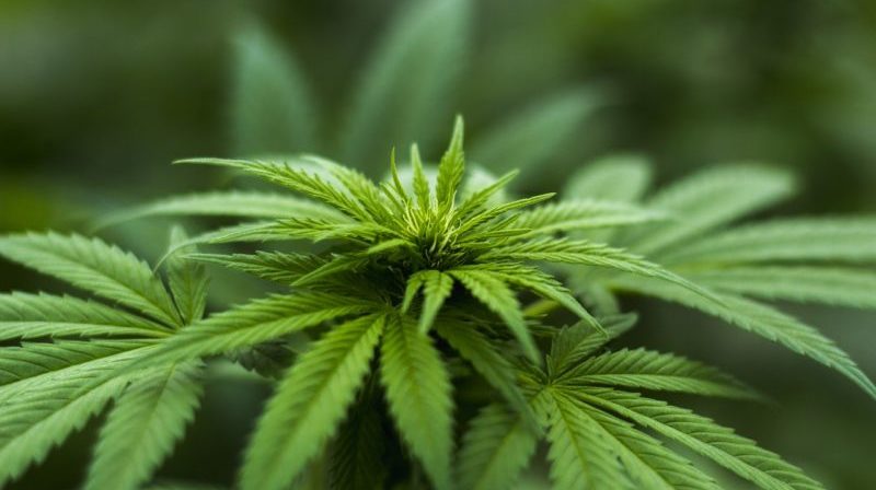 California Ends Cannabis Cultivation Tax