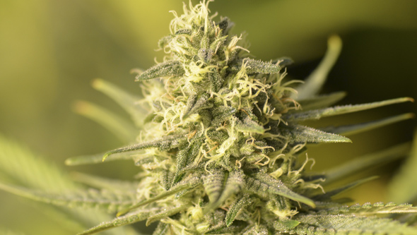 Ventilation in Indoor Cannabis Grows