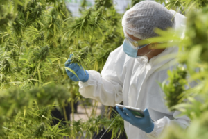 Cannabis Safety Tips to Avoid Major Injury Risk in Cultivation Facilities