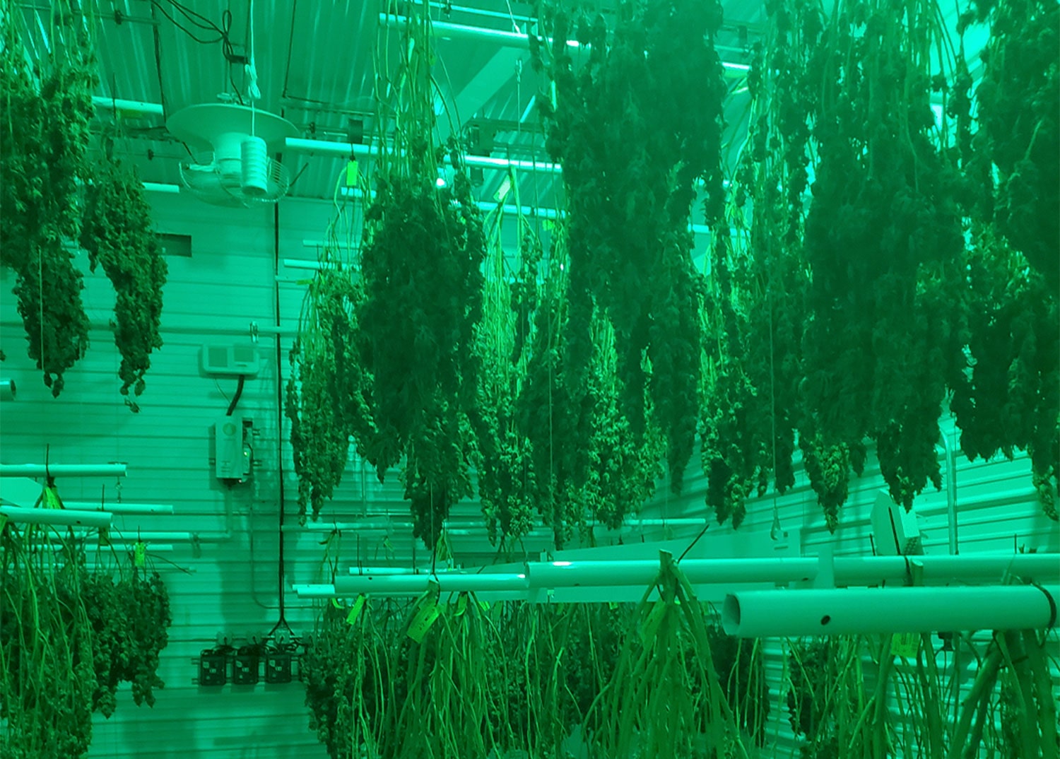 How to Increase Cannabis Yield With Drying Racks