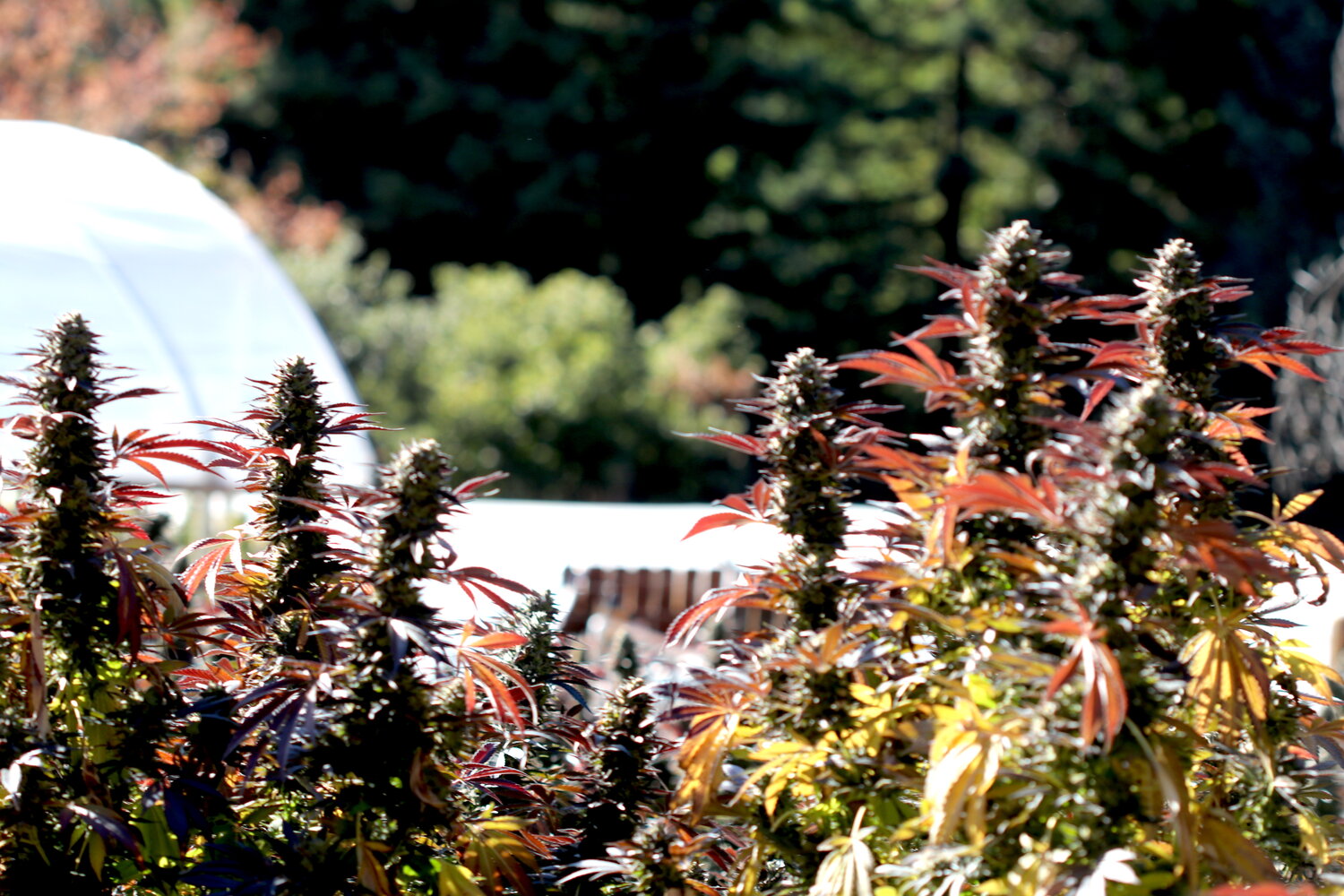 Harvesting Craft Cannabis