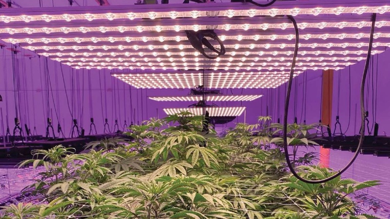 LED Usage Reaches Record Highs in Cannabis Cultivation