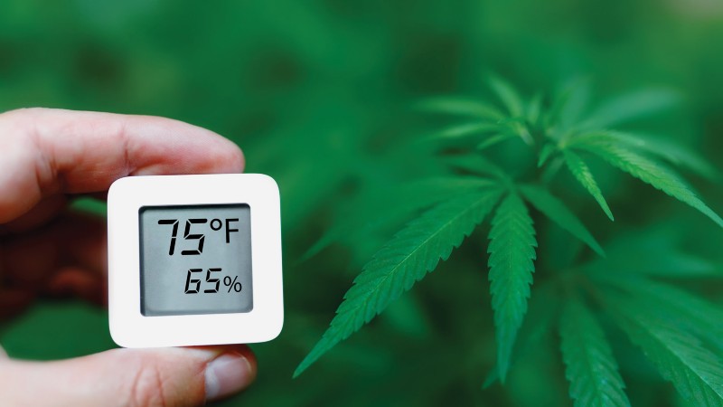 Climate Optimization for Cannabis