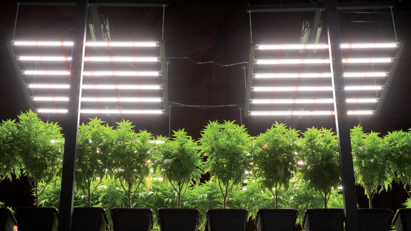 Cannabis & Hemp Tips for Greenhouse and Field Cultivation