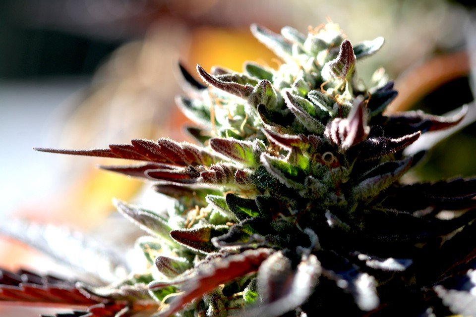 Preparing Cannabis Farm for Winter