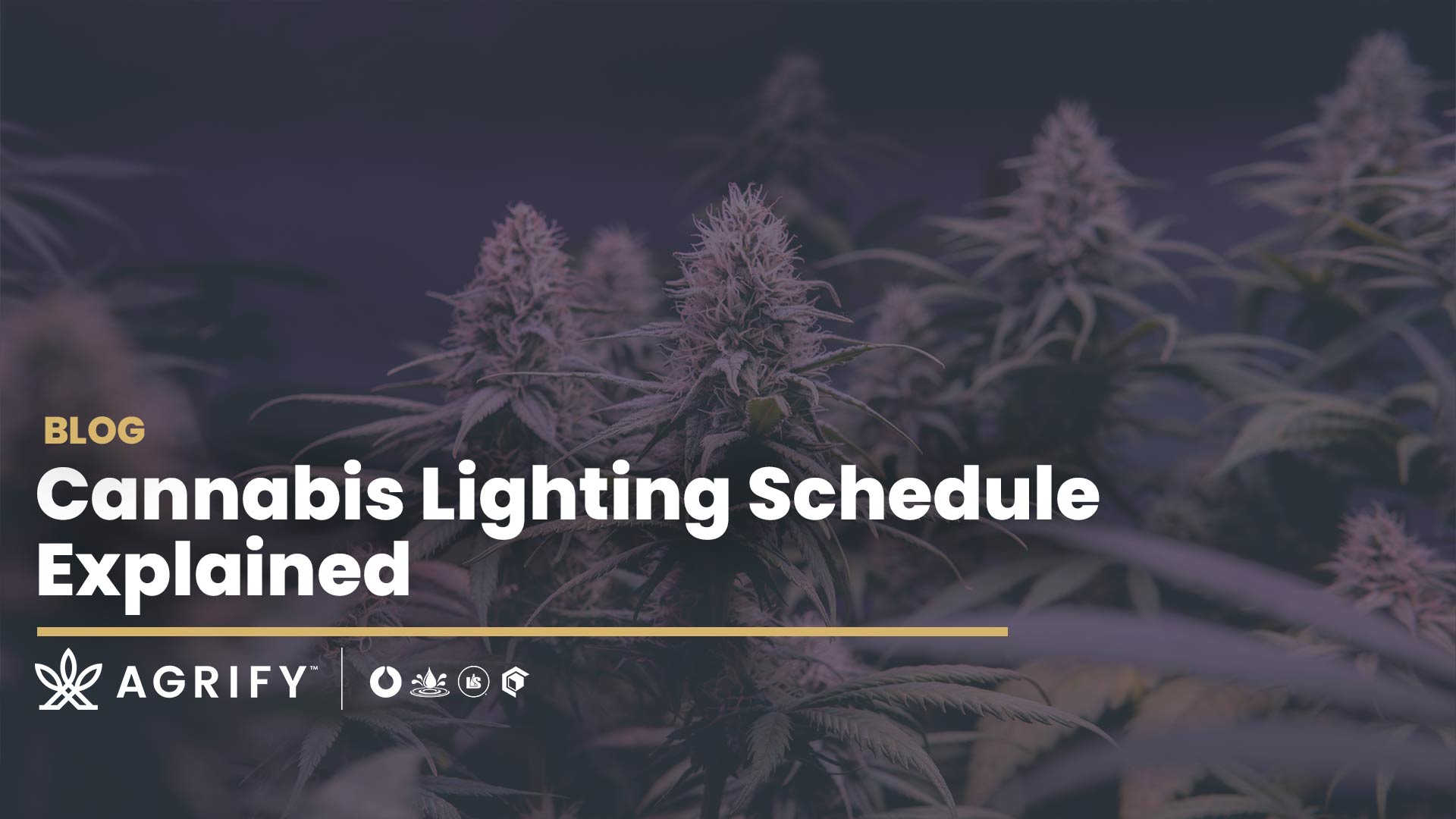 Cannabis Lighting Schedule Explained