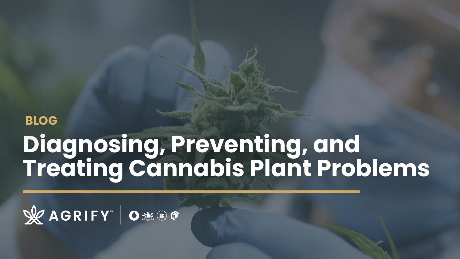 Diagnosing, Preventing, and Treating Cannabis Plant Problems