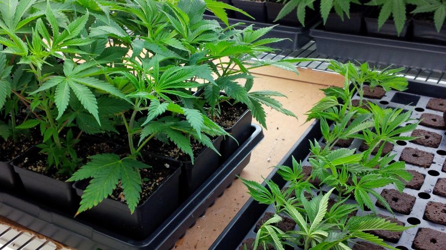 7 Tips for Cannabis Cloning Success