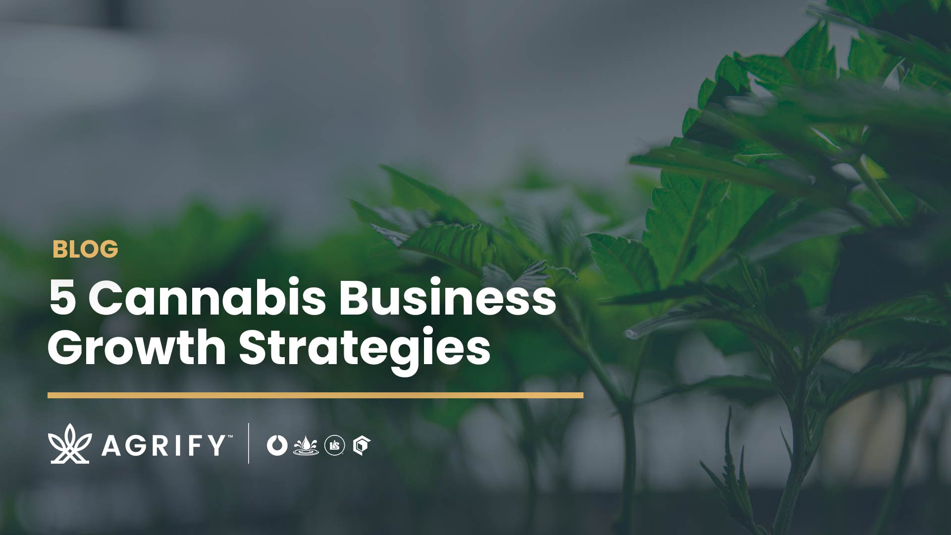 5 Cannabis Business Growth Strategy Considerations