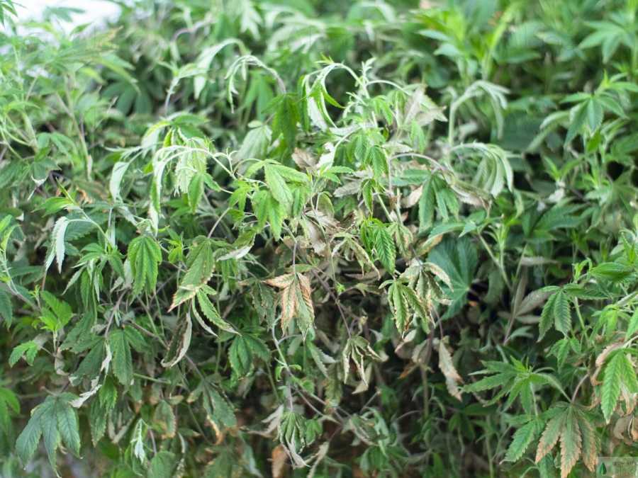 How Fungal diseases affect Cannabis plants – A guide for beginners