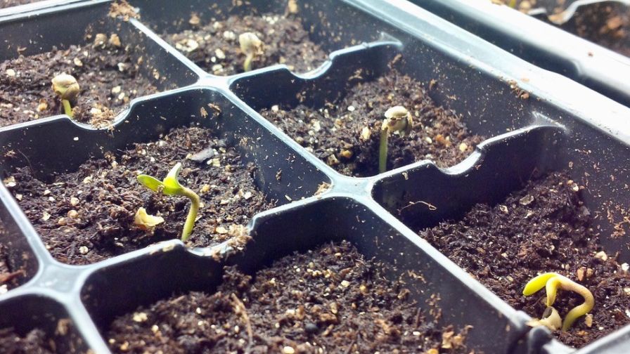 10 Steps to Growing Sensational Cannabis Seedlings