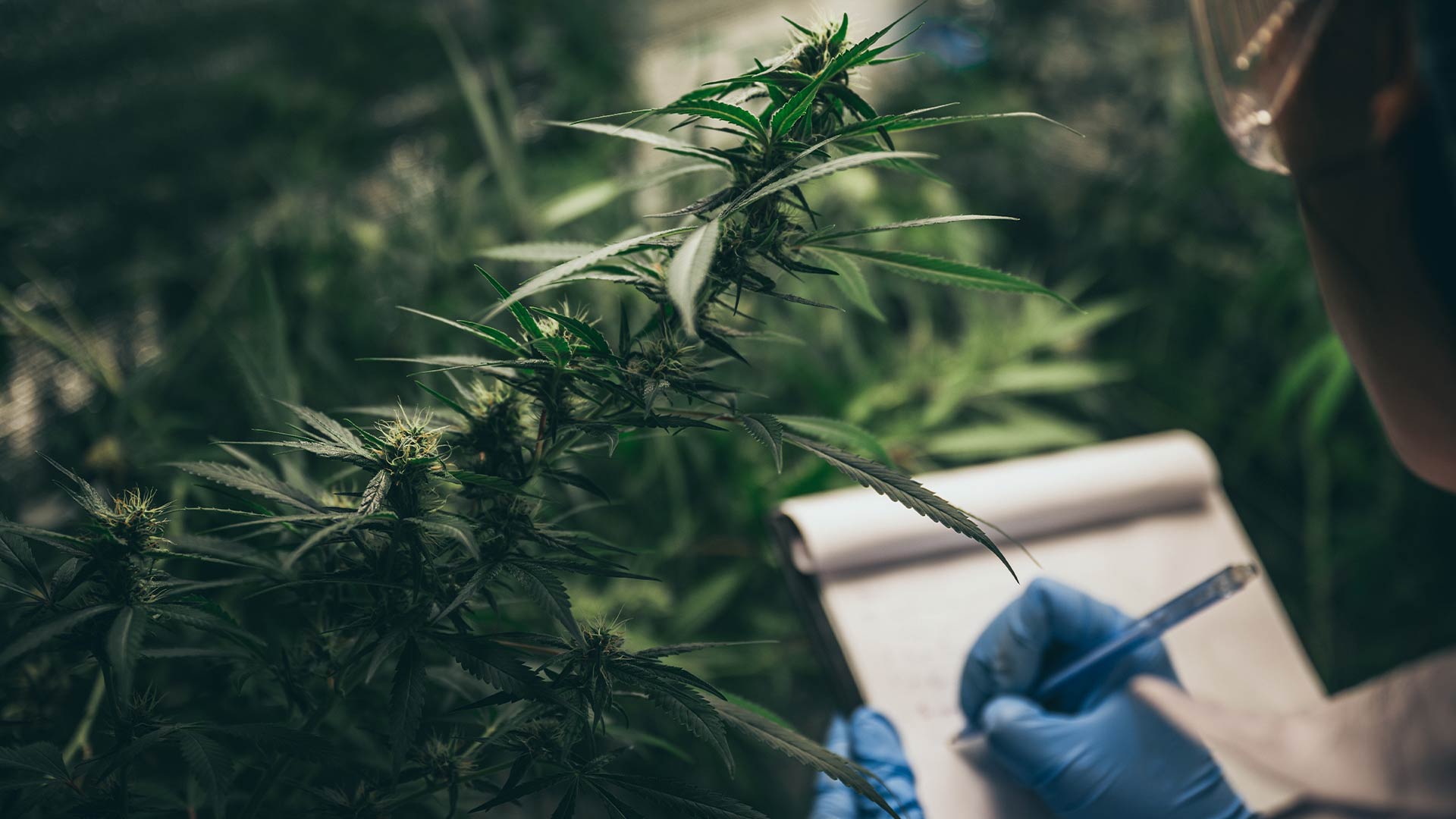Perspectives from a Cannabis Intern: What You Should Know