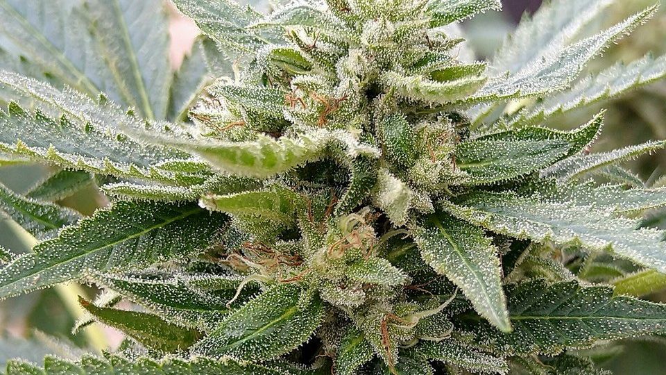 How to Grow Cannabis for Rare Cannabinoids