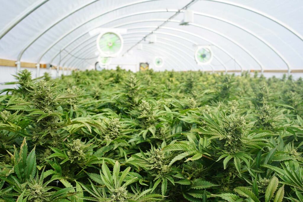 9 Steps: How to Scale a Grow Op to Increase Profits