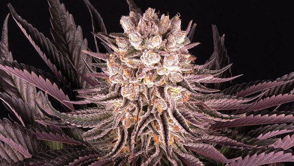 Discover the Most Delicious Cannabis Strains of 2023