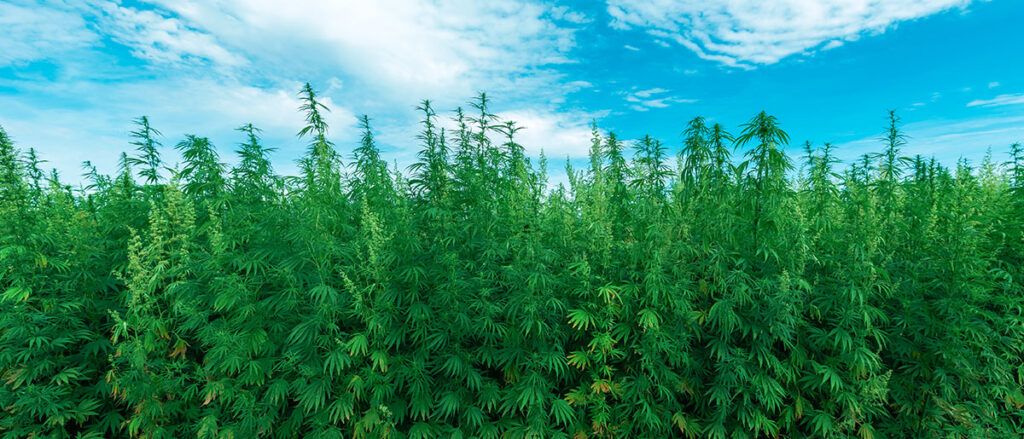 Hemp Biomass 101: How to Turn Cannabis Waste Into Profit