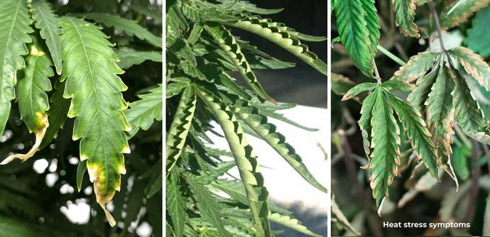 How can you help your Cannabis plants to thrive in heat waves?
