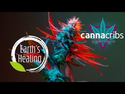 Earth’s Healing: Arizona’s Finest Cannabis Cultivation