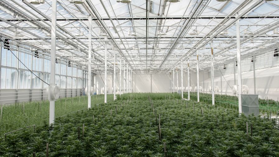 From Cannabis to Flowers: One Canadian Company’s Journey