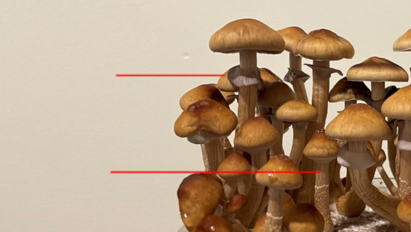 How to Grow Magic Mushrooms Easily at Home
