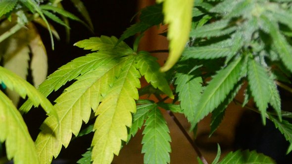 Why Does my Cannabis Plant have Yellow Leaves? Causes and Solutions