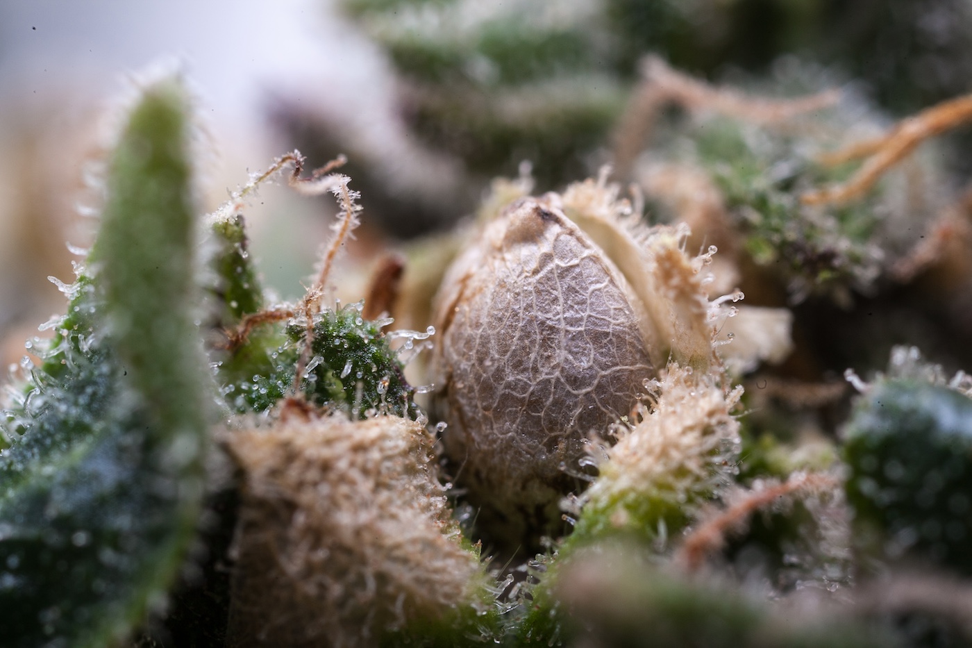 8 Breeders and Seed Banks with Desirable Strains for 2024