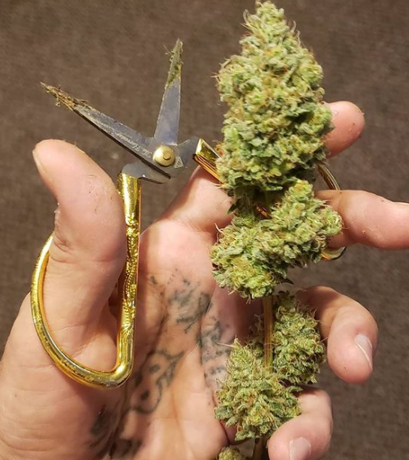Mastering the Art of Harvesting and Trimming: Essential Techniques for Cannabis Cultivators