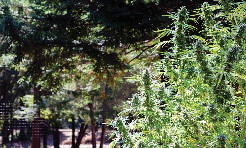 A Guide to the Evolution of Cannabis Strains