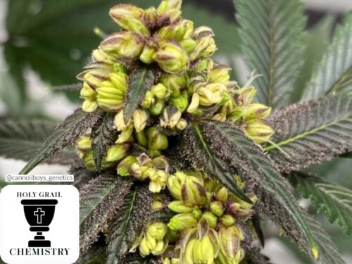 Introduction to Making Feminized Cannabis Seeds with Pollenetix™; A Silver Thiosulfate Solution