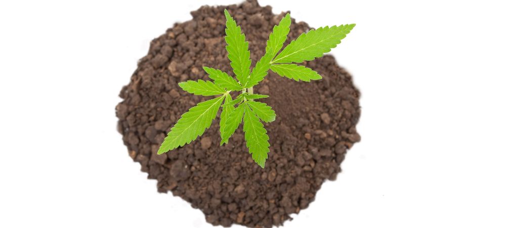 Best soil for marijuana plants outdoors