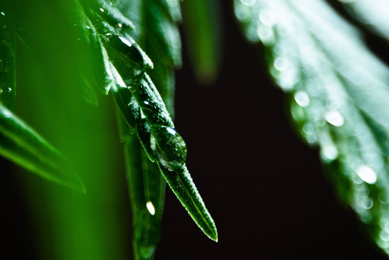 Neem Oil for Killing Cannabis Pests