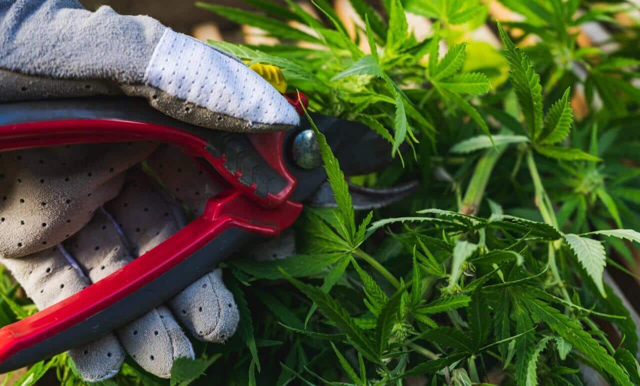 The Ultimate Guide to Pruning Cannabis
