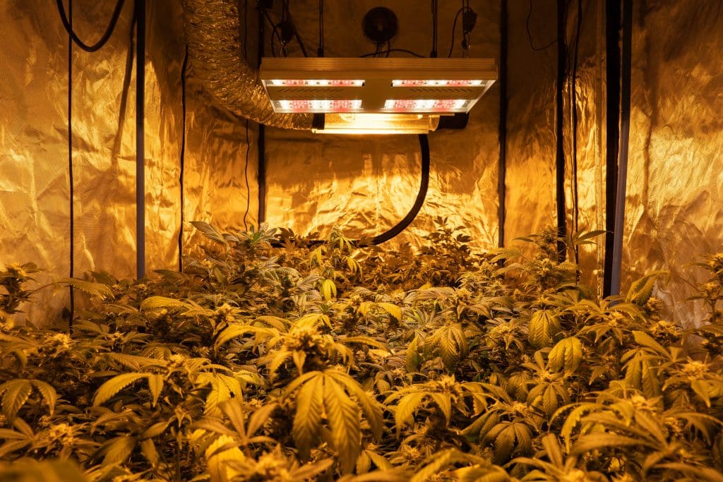 Managing Energy Consumption When Cultivating Cannabis