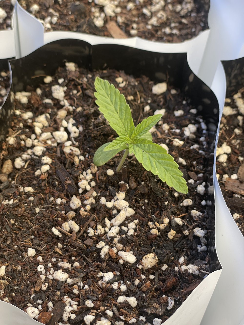 GERMINATE YOUR CANNABIS SEEDS IN 3 DAYS