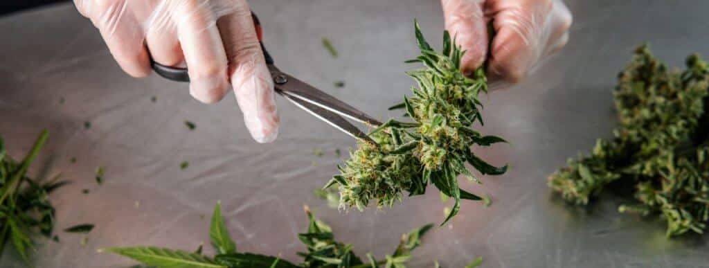 When to Harvest Cannabis? A Guide to Harvesting Cannabis