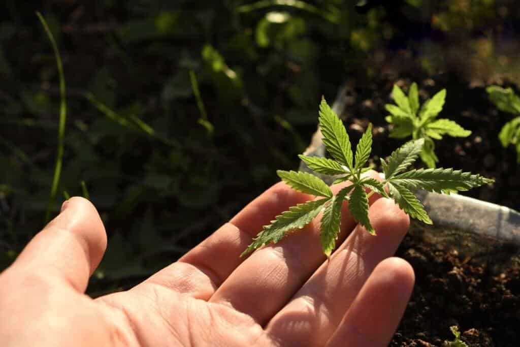 Growing Autoflowers – Tips for a Perfect Autoflower Grow