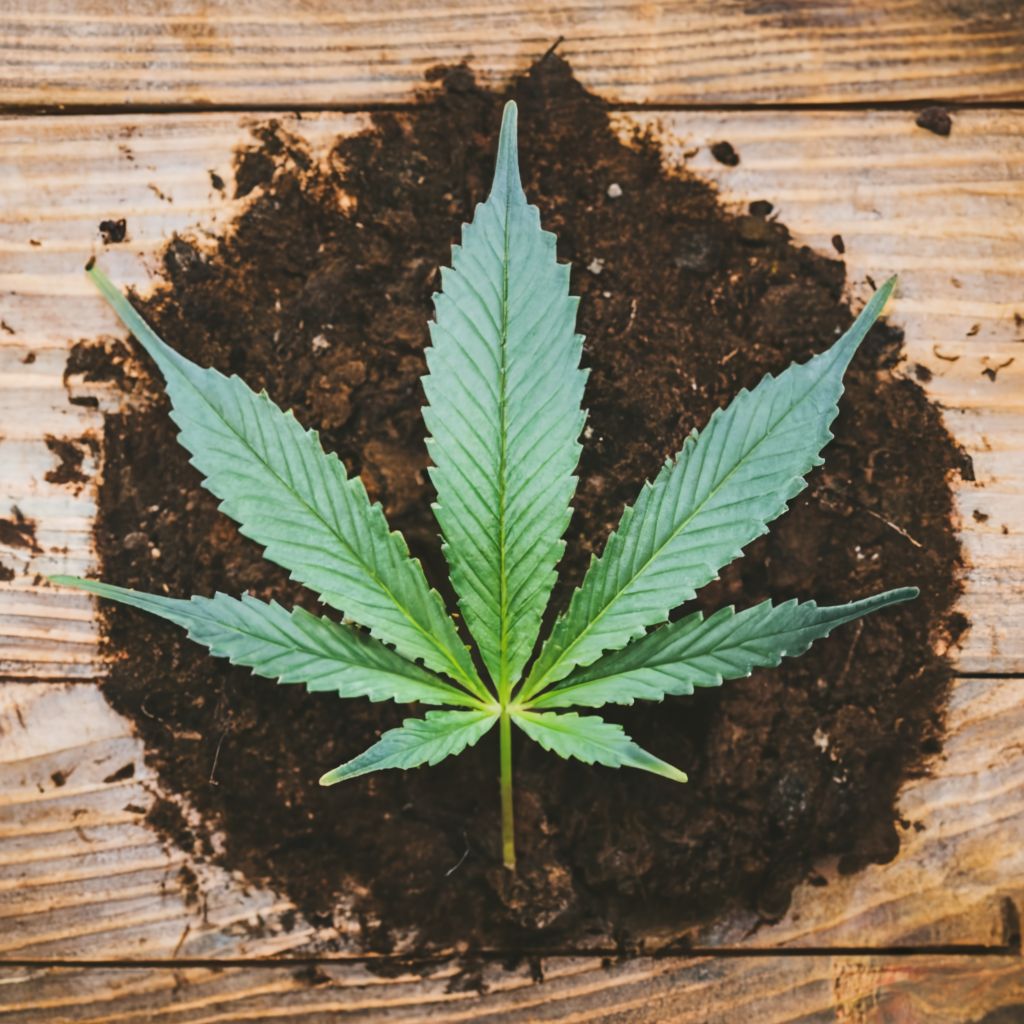 Best Cannabis Nutrients for Growing In Soil