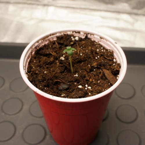 My Cannabis Sprouts Are Growing Slow