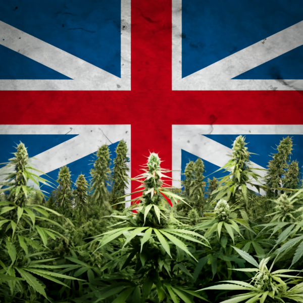 How to Grow Cannabis Outdoors In The UK