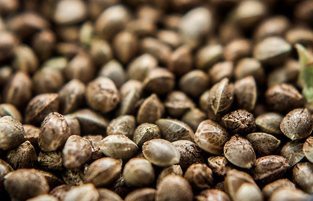 How to Choose the Best Seeds for Planting Cannabis