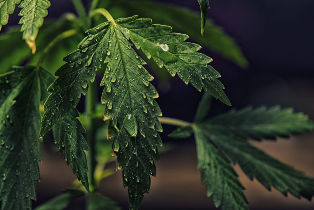 How to Flush A Sick Cannabis Plant