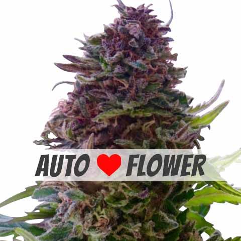 Grandaddy Purple autoflower